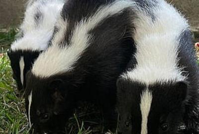 SKUNK