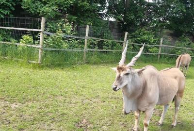 ZOO Dvůr Králové